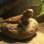Can Bearded Dragons Have Spinach in Their Diet? Expert Advice
