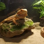 Can Bearded Dragons Have Watermelon? The Fun, Juicy Truth!