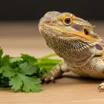 Can Bearded Dragons Eat Cilantro? Expert Advice for New Owners