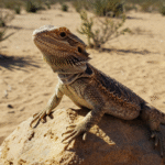 Female Bearded Dragon Care: Everything You Need to Know