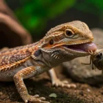 Track Your Bearded Dragon Growth Rate with Confidence