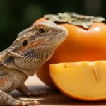 can Bearded Dragons Eat Persimmons? Benefits to Know