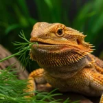 Can Bearded Dragons Have Dill? Safe, Simple, and Delicious