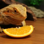 Can a Bearded Dragon Eat Oranges? Yes – with a Few Simple Tips