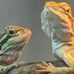 Bearded Dragon Morphs but Bad Affects: Caring Made Simple