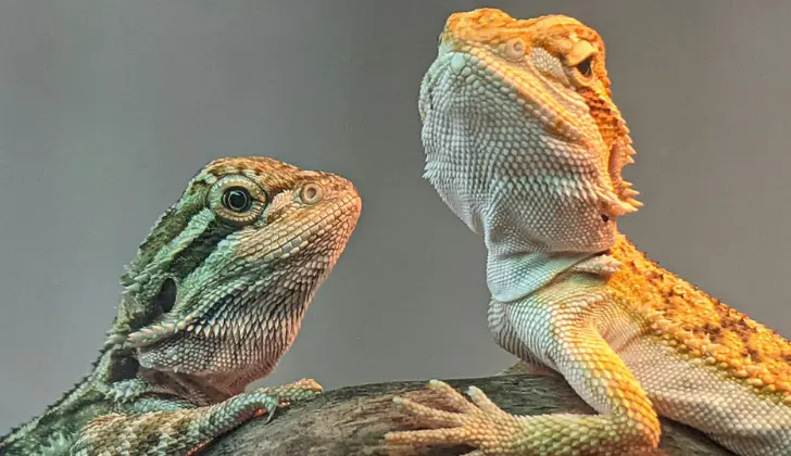 Bearded Dragon Morphs but Bad Affects: Caring Made Simple