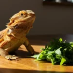 Can Bearded Dragons Eat Arugula? Yes, and They’ll Love It!