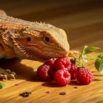 Can Bearded Dragons Have Raspberries? Tips for a Happy Pet